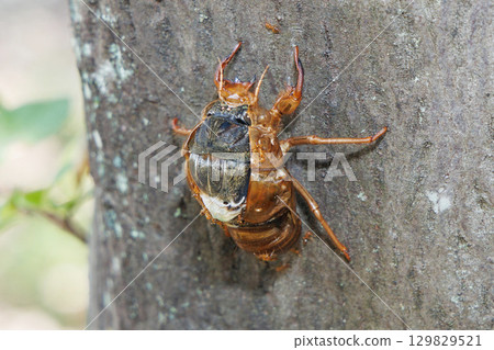 A brown cicada larva that failed to emerge A brown cicada larva that failed to emerge 129829521