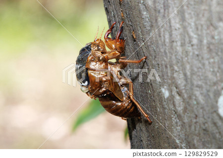 A brown cicada larva that failed to emerge A brown cicada larva that failed to emerge 129829529