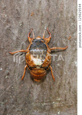 A brown cicada larva that failed to emerge A brown cicada larva that failed to emerge 129829544