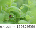 Tree frog predation 129829569