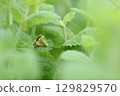 Tree frog predation 129829570