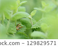 Tree frog predation 129829571