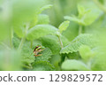 Tree frog predation 129829572