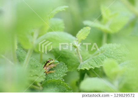 Tree frog predation Tree frog predation 129829572