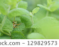Tree frog predation 129829573