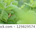 Tree frog predation 129829574