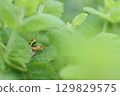 Tree frog predation 129829575