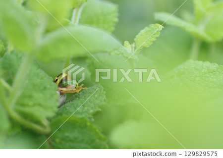 Tree frog predation Tree frog predation 129829575