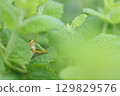 Tree frog predation 129829576
