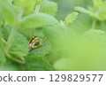 Tree frog predation 129829577