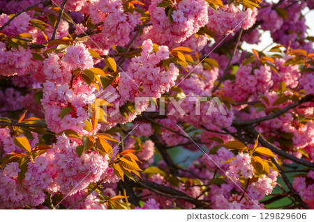 pink sakura blossom in spring. lush floral background for hanamy festival. beautiful garden in soft morning light. lush flower branch pink sakura blossom in spring. lush floral background for hanamy festival. beautiful garden in soft morning light. lush flower branch 129829606