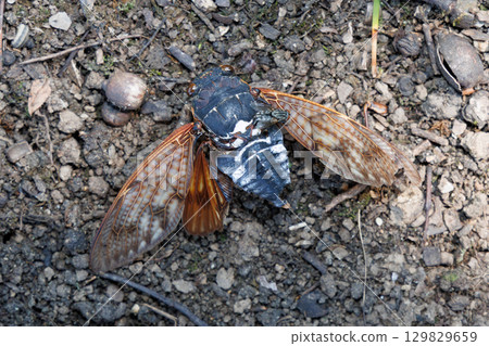 Dead brown cicada 129829659