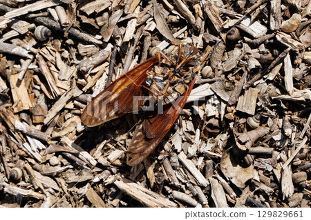 Dead brown cicada 129829661