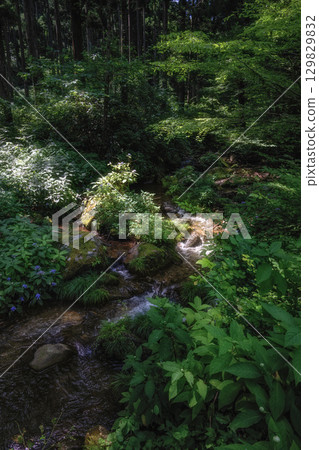 Fresh greenery in Hanazono Valley, Kitaibaraki City, Ibaraki Prefecture 129829832