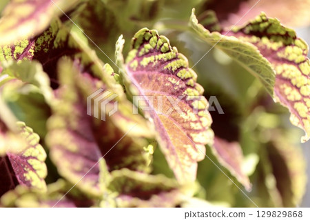 綠色和紫色的雙色葉子 129829868