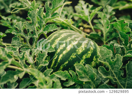 Detailed shot of single watermelon ripening among green vines. Clean farming Detailed shot of single watermelon ripening among green vines. Clean farming 129829895