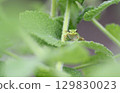 Tree frog 129830023
