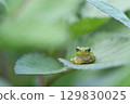 Tree frog 129830025