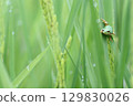 Tree frog 129830026