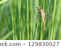 Dragonfly emergence 129830027