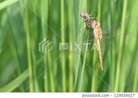 Dragonfly emergence 129830027