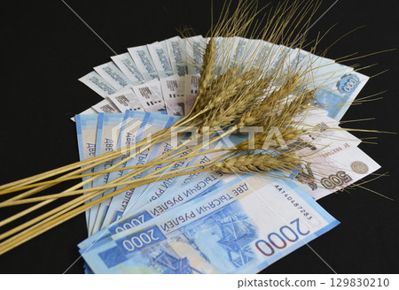 Ears of ripe wheat on a fan of Russian rubles on a black background Ears of ripe wheat on a fan of Russian rubles on a black background 129830210