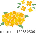 可愛的桂花手繪插畫 129830306