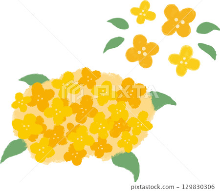 Cute hand-drawn illustration of osmanthus 129830306