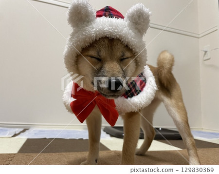Shiba Inu in Santa costume Shiba Inu in Santa costume 129830369