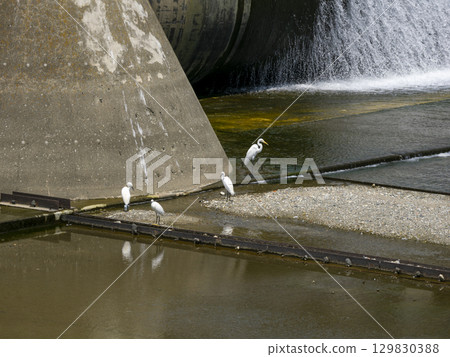 Wild birds gathering at Kamoi Weir on the Inagawa River Wild birds gathering at Kamoi Weir on the Inagawa River 129830388