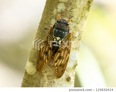 Abra Zemi catching trees Abra Zemi catching trees 129830414