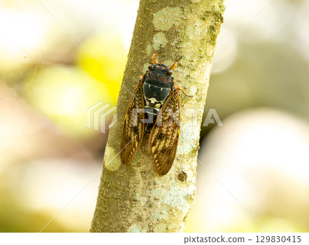 Abra Zemi catching trees 129830415