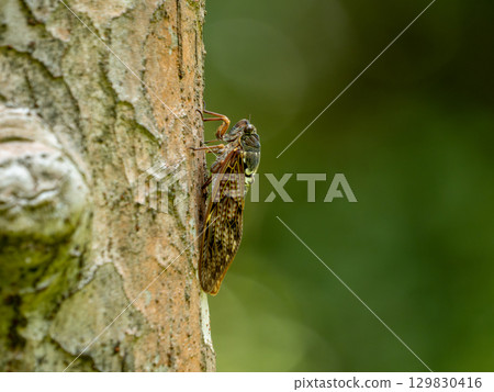 Abra Zemi catching trees Abra Zemi catching trees 129830416