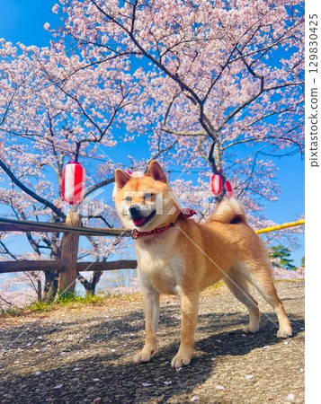 Cherry blossoms and miniature Shiba Inu 129830425