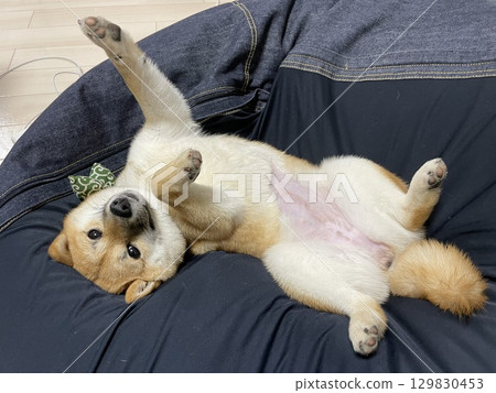 A cute Shiba Inu lying on its back A cute Shiba Inu lying on its back 129830453