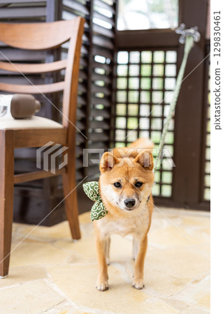 一隻柴犬專注地看著並等待著 129830461