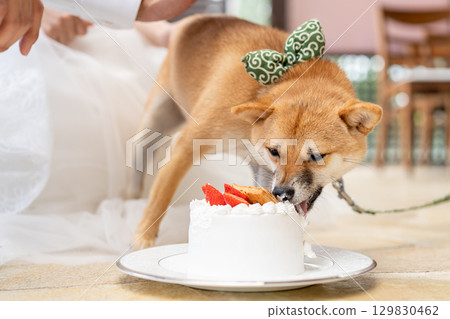 柴犬正在往臉上塞蛋糕 129830462