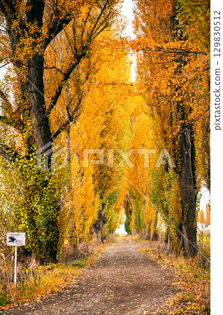 Autumn in Sapporo: Poplar Avenue at Hokkaido University 129830512