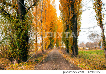 札幌的秋天：北海道大學白楊林蔭道 129830513