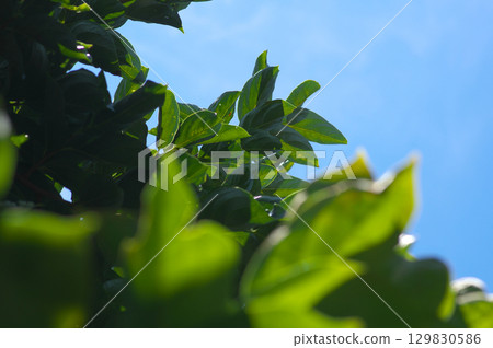 柿子樹伸向夏天的天空 129830586