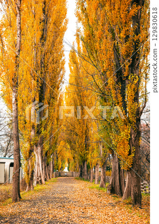 Autumn in Sapporo: Poplar Avenue at Hokkaido University Autumn in Sapporo: Poplar Avenue at Hokkaido University 129830618