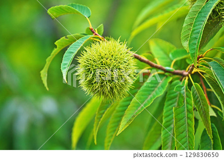 Green chestnuts (summer, August) Green chestnuts (summer, August) 129830650