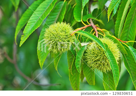 Green chestnuts (summer, August) Green chestnuts (summer, August) 129830651