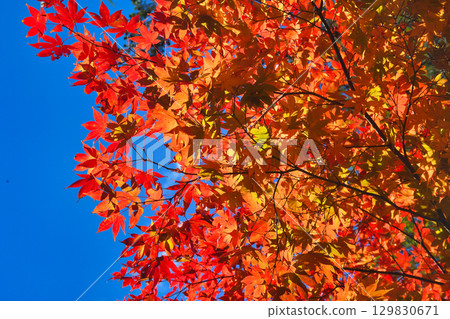 Beautiful autumn leaves at Jingoji Temple, Mount Takao, Mio, Kyoto (Ukyo Ward, Kyoto City, Kyoto Prefecture) Beautiful autumn leaves at Jingoji Temple, Mount Takao, Mio, Kyoto (Ukyo Ward, Kyoto City, Kyoto Prefecture) 129830671