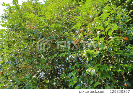 Summer camellia tree fruit 129830867