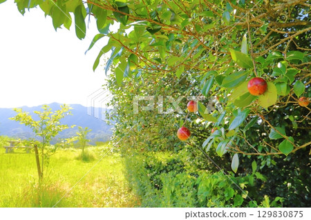 Summer camellia tree fruit park 129830875
