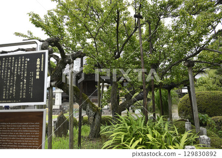 Ome of Kongoji Temple 129830892