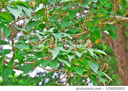 成熟的日本野桐果實（夏季，八月） 129830902