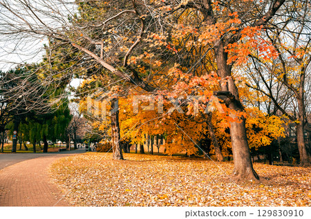 北海道大學札幌校區的秋日風景 129830910