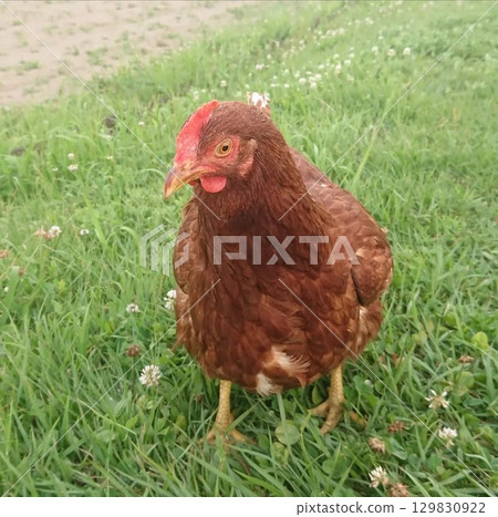 Chicken Manager Cha-chan.5 129830922